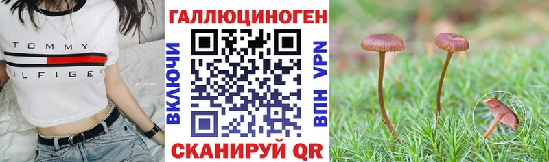 Купить где  Торжок  Псилоцибиновые грибы Psilocybe 
